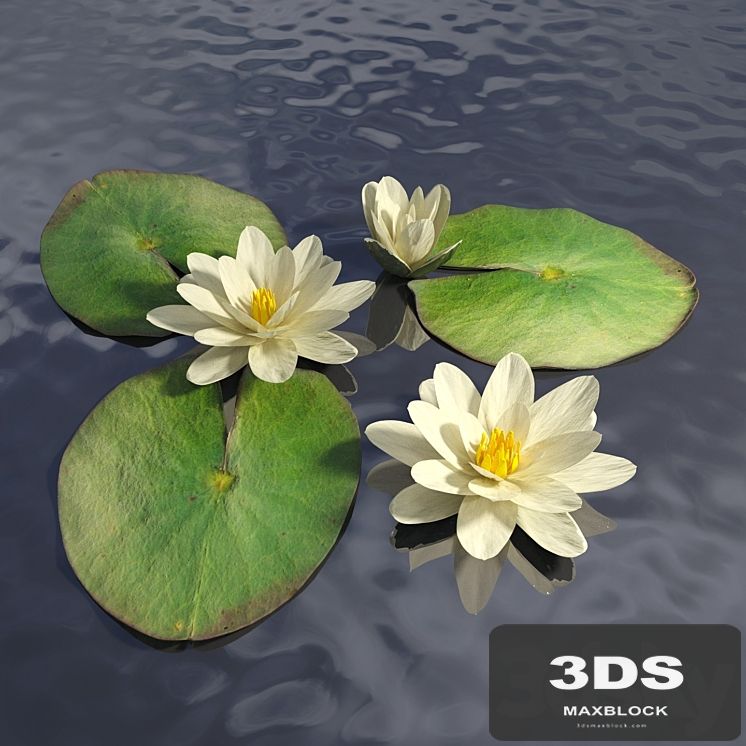 Water lily