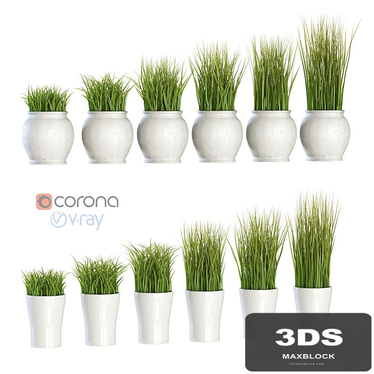 Grass in pots