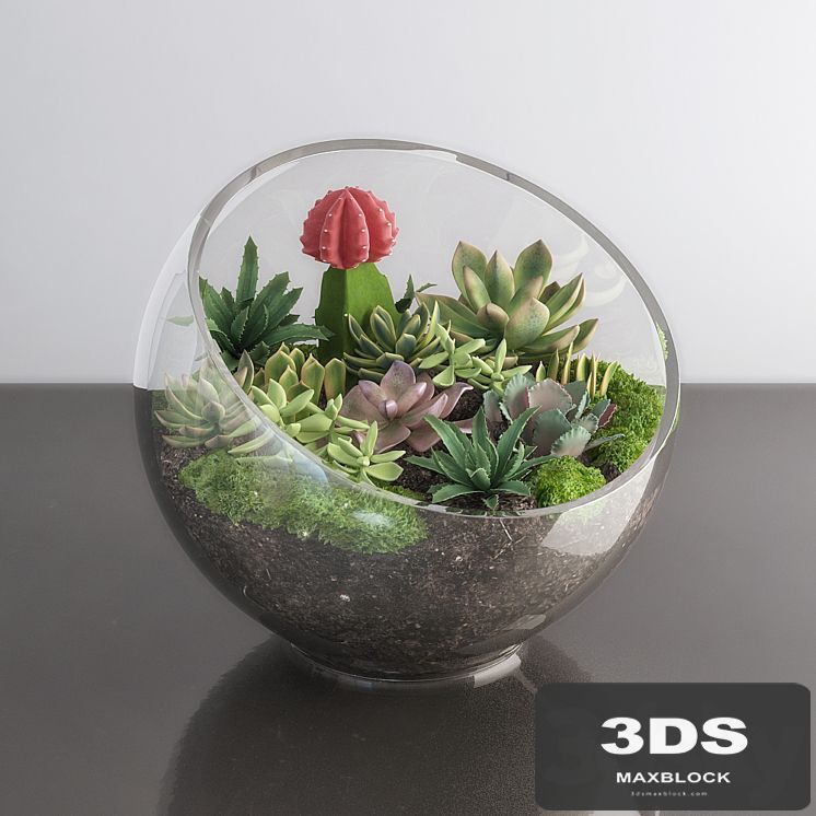 Succulents in glass bowl