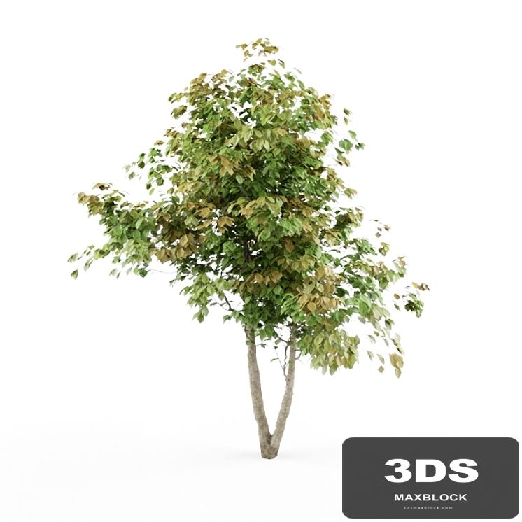 HD_tree_01_jefpreti.com